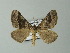  ( - BC ZSM Lep 63649)  @12 [ ] CreativeCommons - Attribution Non-Commercial Share-Alike (2012) Axel Hausmann/Bavarian State Collection of Zoology (ZSM) SNSB, Zoologische Staatssammlung Muenchen
