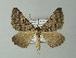  ( - BC ZSM Lep 63650)  @13 [ ] CreativeCommons - Attribution Non-Commercial Share-Alike (2012) Axel Hausmann/Bavarian State Collection of Zoology (ZSM) SNSB, Zoologische Staatssammlung Muenchen