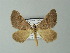  (Scotopteryx cryptocycla - BC ZSM Lep 63654)  @14 [ ] CreativeCommons - Attribution Non-Commercial Share-Alike (2012) Axel Hausmann/Bavarian State Collection of Zoology (ZSM) SNSB, Zoologische Staatssammlung Muenchen