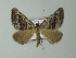  ( - BC ZSM Lep 63656)  @13 [ ] CreativeCommons - Attribution Non-Commercial Share-Alike (2012) Axel Hausmann/Bavarian State Collection of Zoology (ZSM) SNSB, Zoologische Staatssammlung Muenchen