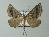  (Scotopteryx BOLD:ABW5795 - BC ZSM Lep 63657)  @12 [ ] CreativeCommons - Attribution Non-Commercial Share-Alike (2012) Axel Hausmann/Bavarian State Collection of Zoology (ZSM) SNSB, Zoologische Staatssammlung Muenchen