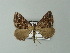  ( - BC ZSM Lep 63659)  @13 [ ] CreativeCommons - Attribution Non-Commercial Share-Alike (2012) Axel Hausmann/Bavarian State Collection of Zoology (ZSM) SNSB, Zoologische Staatssammlung Muenchen