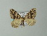 (Scotopteryx BOLD:AFD1179 - BC ZSM Lep 63663)  @14 [ ] CreativeCommons - Attribution Non-Commercial Share-Alike (2012) Axel Hausmann/Bavarian State Collection of Zoology (ZSM) SNSB, Zoologische Staatssammlung Muenchen