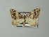  ( - BC ZSM Lep 63664)  @13 [ ] CreativeCommons - Attribution Non-Commercial Share-Alike (2012) Axel Hausmann/Bavarian State Collection of Zoology (ZSM) SNSB, Zoologische Staatssammlung Muenchen