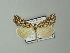  ( - BC ZSM Lep 63693)  @13 [ ] CreativeCommons - Attribution Non-Commercial Share-Alike (2012) Axel Hausmann/Bavarian State Collection of Zoology (ZSM) SNSB, Zoologische Staatssammlung Muenchen