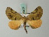  (Derrioides BOLD:ABW2088 - BC ZSM Lep 63702)  @13 [ ] CreativeCommons - Attribution Non-Commercial Share-Alike (2013) Axel Hausmann/Bavarian State Collection of Zoology (ZSM) SNSB, Zoologische Staatssammlung Muenchen