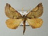  (Derrioides BOLD:ABA0606 - BC ZSM Lep 63703)  @13 [ ] CreativeCommons - Attribution Non-Commercial Share-Alike (2013) Axel Hausmann/Bavarian State Collection of Zoology (ZSM) SNSB, Zoologische Staatssammlung Muenchen