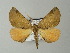  (Derrioides arcuifera - BC ZSM Lep 63704)  @13 [ ] CreativeCommons - Attribution Non-Commercial Share-Alike (2013) Axel Hausmann/Bavarian State Collection of Zoology (ZSM) SNSB, Zoologische Staatssammlung Muenchen