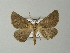  (Derrioides miltophyris - BC ZSM Lep 63709)  @14 [ ] CreativeCommons - Attribution Non-Commercial Share-Alike (2013) Axel Hausmann/Bavarian State Collection of Zoology (ZSM) SNSB, Zoologische Staatssammlung Muenchen