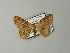 ( - BC ZSM Lep 63713)  @12 [ ] CreativeCommons - Attribution Non-Commercial Share-Alike (2013) Axel Hausmann/Bavarian State Collection of Zoology (ZSM) SNSB, Zoologische Staatssammlung Muenchen