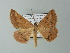 ( - BC ZSM Lep 63714)  @14 [ ] CreativeCommons - Attribution Non-Commercial Share-Alike (2013) Axel Hausmann/Bavarian State Collection of Zoology (ZSM) SNSB, Zoologische Staatssammlung Muenchen