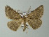  ( - BC ZSM Lep 63716)  @14 [ ] CreativeCommons - Attribution Non-Commercial Share-Alike (2013) Axel Hausmann/Bavarian State Collection of Zoology (ZSM) SNSB, Zoologische Staatssammlung Muenchen