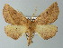  (Derrioides latipennis - BC ZSM Lep 63719)  @13 [ ] CreativeCommons - Attribution Non-Commercial Share-Alike (2013) Axel Hausmann/Bavarian State Collection of Zoology (ZSM) SNSB, Zoologische Staatssammlung Muenchen
