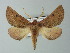  (Derrioides villaria - BC ZSM Lep 63734)  @15 [ ] CreativeCommons - Attribution Non-Commercial Share-Alike (2013) Axel Hausmann/Bavarian State Collection of Zoology (ZSM) SNSB, Zoologische Staatssammlung Muenchen