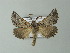  ( - BC ZSM Lep 63735)  @13 [ ] CreativeCommons - Attribution Non-Commercial Share-Alike (2013) Axel Hausmann/Bavarian State Collection of Zoology (ZSM) SNSB, Zoologische Staatssammlung Muenchen