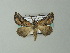  ( - BC ZSM Lep 63736)  @12 [ ] CreativeCommons - Attribution Non-Commercial Share-Alike (2013) Axel Hausmann/Bavarian State Collection of Zoology (ZSM) SNSB, Zoologische Staatssammlung Muenchen