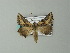  ( - BC ZSM Lep 63737)  @13 [ ] CreativeCommons - Attribution Non-Commercial Share-Alike (2013) Axel Hausmann/Bavarian State Collection of Zoology (ZSM) SNSB, Zoologische Staatssammlung Muenchen