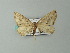  ( - BC ZSM Lep 63739)  @13 [ ] CreativeCommons - Attribution Non-Commercial Share-Alike (2013) Axel Hausmann/Bavarian State Collection of Zoology (ZSM) SNSB, Zoologische Staatssammlung Muenchen