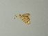  ( - BC ZSM Lep 63767)  @12 [ ] CreativeCommons - Attribution Non-Commercial Share-Alike (2013) Axel Hausmann/Bavarian State Collection of Zoology (ZSM) SNSB, Zoologische Staatssammlung Muenchen