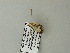 (Lithacodia normalis - BC ZSM Lep 64577)  @12 [ ] CreativeCommons - Attribution Non-Commercial Share-Alike (2012) Axel Hausmann/Bavarian State Collection of Zoology (ZSM) SNSB, Zoologische Staatssammlung Muenchen