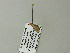  ( - BC ZSM Lep 64580)  @12 [ ] CreativeCommons - Attribution Non-Commercial Share-Alike (2012) Axel Hausmann/Bavarian State Collection of Zoology (ZSM) SNSB, Zoologische Staatssammlung Muenchen