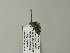  ( - BC ZSM Lep 64585)  @12 [ ] CreativeCommons - Attribution Non-Commercial Share-Alike (2012) Axel Hausmann/Bavarian State Collection of Zoology (ZSM) SNSB, Zoologische Staatssammlung Muenchen