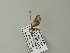  ( - BC ZSM Lep 64586)  @12 [ ] CreativeCommons - Attribution Non-Commercial Share-Alike (2012) Axel Hausmann/Bavarian State Collection of Zoology (ZSM) SNSB, Zoologische Staatssammlung Muenchen