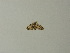  ( - BC ZSM Lep 64587)  @12 [ ] CreativeCommons - Attribution Non-Commercial Share-Alike (2012) Axel Hausmann/Bavarian State Collection of Zoology (ZSM) SNSB, Zoologische Staatssammlung Muenchen