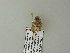  ( - BC ZSM Lep 64592)  @12 [ ] CreativeCommons - Attribution Non-Commercial Share-Alike (2012) Axel Hausmann/Bavarian State Collection of Zoology (ZSM) SNSB, Zoologische Staatssammlung Muenchen