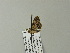  ( - BC ZSM Lep 64596)  @12 [ ] CreativeCommons - Attribution Non-Commercial Share-Alike (2012) Axel Hausmann/Bavarian State Collection of Zoology (ZSM) SNSB, Zoologische Staatssammlung Muenchen