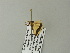  ( - BC ZSM Lep 64598)  @12 [ ] CreativeCommons - Attribution Non-Commercial Share-Alike (2012) Axel Hausmann/Bavarian State Collection of Zoology (ZSM) SNSB, Zoologische Staatssammlung Muenchen