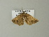  ( - BC ZSM Lep 64603)  @12 [ ] CreativeCommons - Attribution Non-Commercial Share-Alike (2012) Axel Hausmann/Bavarian State Collection of Zoology (ZSM) SNSB, Zoologische Staatssammlung Muenchen