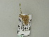  ( - BC ZSM Lep 64606)  @12 [ ] CreativeCommons - Attribution Non-Commercial Share-Alike (2012) Axel Hausmann/Bavarian State Collection of Zoology (ZSM) SNSB, Zoologische Staatssammlung Muenchen