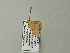  ( - BC ZSM Lep 64608)  @12 [ ] CreativeCommons - Attribution Non-Commercial Share-Alike (2012) Axel Hausmann/Bavarian State Collection of Zoology (ZSM) SNSB, Zoologische Staatssammlung Muenchen