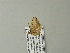  ( - BC ZSM Lep 64611)  @12 [ ] CreativeCommons - Attribution Non-Commercial Share-Alike (2012) Axel Hausmann/Bavarian State Collection of Zoology (ZSM) SNSB, Zoologische Staatssammlung Muenchen