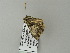  ( - BC ZSM Lep 64654)  @12 [ ] CreativeCommons - Attribution Non-Commercial Share-Alike (2012) Axel Hausmann/Bavarian State Collection of Zoology (ZSM) SNSB, Zoologische Staatssammlung Muenchen