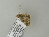  ( - BC ZSM Lep 64655)  @12 [ ] CreativeCommons - Attribution Non-Commercial Share-Alike (2012) Axel Hausmann/Bavarian State Collection of Zoology (ZSM) SNSB, Zoologische Staatssammlung Muenchen