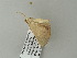  ( - BC ZSM Lep 64656)  @12 [ ] CreativeCommons - Attribution Non-Commercial Share-Alike (2012) Axel Hausmann/Bavarian State Collection of Zoology (ZSM) SNSB, Zoologische Staatssammlung Muenchen