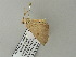  ( - BC ZSM Lep 64658)  @12 [ ] CreativeCommons - Attribution Non-Commercial Share-Alike (2012) Axel Hausmann/Bavarian State Collection of Zoology (ZSM) SNSB, Zoologische Staatssammlung Muenchen