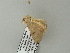  ( - BC ZSM Lep 64659)  @12 [ ] CreativeCommons - Attribution Non-Commercial Share-Alike (2012) Axel Hausmann/Bavarian State Collection of Zoology (ZSM) SNSB, Zoologische Staatssammlung Muenchen