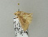  ( - BC ZSM Lep 64661)  @12 [ ] CreativeCommons - Attribution Non-Commercial Share-Alike (2012) Axel Hausmann/Bavarian State Collection of Zoology (ZSM) SNSB, Zoologische Staatssammlung Muenchen