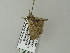  ( - BC ZSM Lep 64672)  @12 [ ] CreativeCommons - Attribution Non-Commercial Share-Alike (2012) Axel Hausmann/Bavarian State Collection of Zoology (ZSM) SNSB, Zoologische Staatssammlung Muenchen