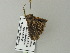  ( - BC ZSM Lep 64673)  @12 [ ] CreativeCommons - Attribution Non-Commercial Share-Alike (2012) Axel Hausmann/Bavarian State Collection of Zoology (ZSM) SNSB, Zoologische Staatssammlung Muenchen