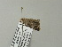  (Eublemma leucanitis - BC ZSM Lep 64675)  @12 [ ] CreativeCommons - Attribution Non-Commercial Share-Alike (2012) Axel Hausmann/Bavarian State Collection of Zoology (ZSM) SNSB, Zoologische Staatssammlung Muenchen