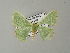  ( - BC ZSM Lep 64676)  @14 [ ] CreativeCommons - Attribution Non-Commercial Share-Alike (2012) Axel Hausmann/Bavarian State Collection of Zoology (ZSM) SNSB, Zoologische Staatssammlung Muenchen
