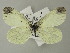  ( - BC ZSM Lep 64692)  @14 [ ] CreativeCommons - Attribution Non-Commercial Share-Alike (2012) Axel Hausmann/Bavarian State Collection of Zoology (ZSM) SNSB, Zoologische Staatssammlung Muenchen