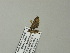  ( - BC ZSM Lep 64700)  @12 [ ] CreativeCommons - Attribution Non-Commercial Share-Alike (2012) Axel Hausmann/Bavarian State Collection of Zoology (ZSM) SNSB, Zoologische Staatssammlung Muenchen