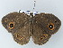  (Heteropsis perspicua - BC ZSM Lep 64707)  @13 [ ] CreativeCommons - Attribution Non-Commercial Share-Alike (2012) Axel Hausmann/Bavarian State Collection of Zoology (ZSM) SNSB, Zoologische Staatssammlung Muenchen