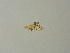  ( - BC ZSM Lep 64712)  @12 [ ] CreativeCommons - Attribution Non-Commercial Share-Alike (2012) Axel Hausmann/Bavarian State Collection of Zoology (ZSM) SNSB, Zoologische Staatssammlung Muenchen