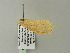  ( - BC ZSM Lep 64729)  @12 [ ] CreativeCommons - Attribution Non-Commercial Share-Alike (2012) Axel Hausmann/Bavarian State Collection of Zoology (ZSM) SNSB, Zoologische Staatssammlung Muenchen